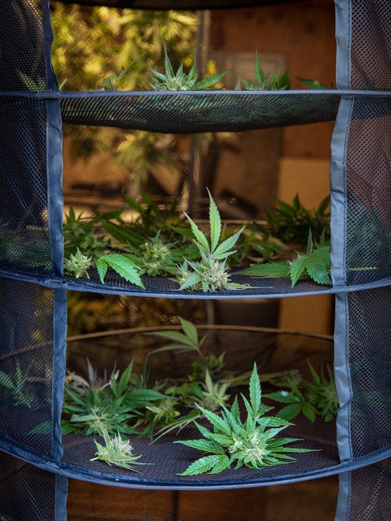 cannabis drying rack